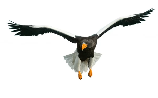 Ausgewachsene Seeadler Flug Isoliert Auf Weißem Hintergrund Wissenschaftlicher Name Haliaeetus — Stockfoto