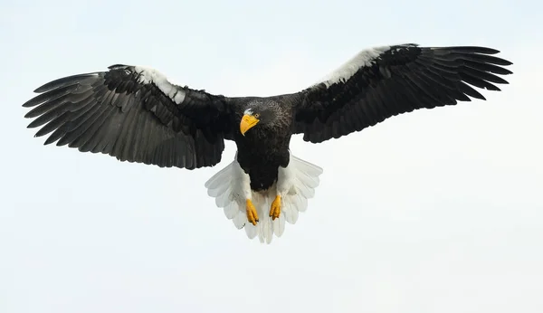 Ενηλίκων Steller Του Sea Eagle Κατά Την Πτήση Επιστημονική Ονομασία — Φωτογραφία Αρχείου