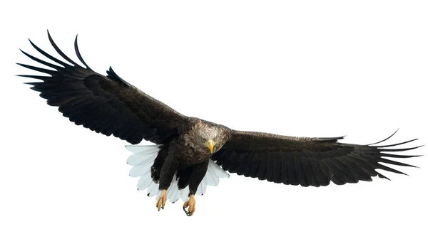 Ausgewachsene Seeadler Flug Isoliert Auf Weißem Hintergrund Wissenschaftlicher Name Haliaeetus — Stockfoto