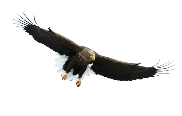 アダルト オオワシの飛行は 白い背景で隔離の Haliaeetus — ストック写真