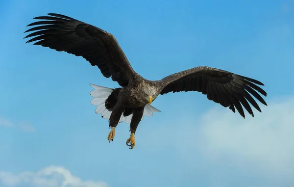 Águila Cola Blanca Adulta Vuelo Sobre Cielo Nombre Científico Haliaeetus —  Fotos de Stock