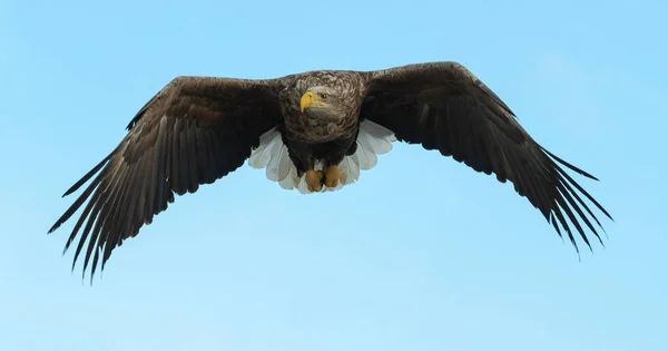 Águila Cola Blanca Adulta Vuelo Sobre Cielo Nombre Científico Haliaeetus — Foto de Stock