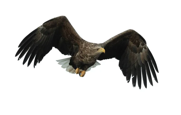 Adult White Tailed Eagle Flight Isolated White Background Scientific Name — Stock Photo, Image