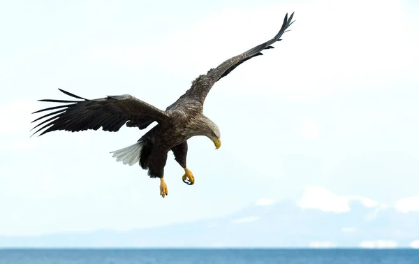 白尾鹰在天空 海洋和白雪覆盖的山上飞行 科学名称 欧亚海鹰和白尾海鹰 — 图库照片
