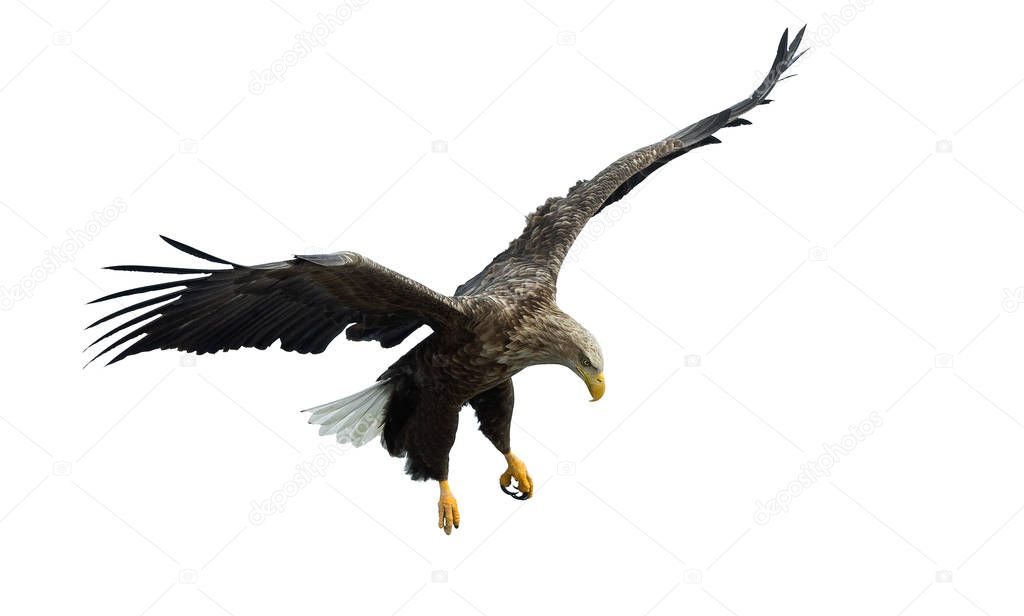 White-tailed eagle in flight isolated on White background. Scientific name: Haliaeetus albicilla, also known as the ern, erne, gray eagle, Eurasian sea eagle and white-tailed sea-eagle.
