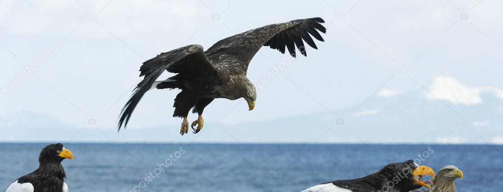 White-tailed eagle in flight with sky, ocean and snow-covered mountain on background. Scientific name: Haliaeetus albicilla, Ern, erne, gray eagle, Eurasian sea eagle and white-tailed sea-eagle.