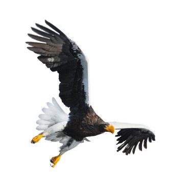 Beyaz arka plan üzerinde izole uçuş yetişkin Steller'ın deniz kartal. Bilimsel adı: Haliaeetus pelagicus.