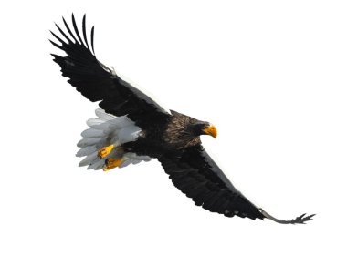 Beyaz arka plan üzerinde izole uçuş yetişkin Steller'ın deniz kartal. Bilimsel adı: Haliaeetus pelagicus.