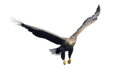 Ak kuyruklu kartal beyaz arka plan üzerinde izole uçuş. Bilimsel adı: Haliaeetus albicilla, olarak da bilinen ern, erne, gri kartal, Avrasya deniz kartal ve ak kuyruklu deniz-kartal
