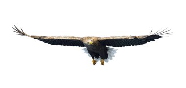 Ak kuyruklu kartal beyaz arka plan üzerinde izole uçuş. Bilimsel adı: Haliaeetus albicilla, olarak da bilinen ern, erne, gri kartal, Avrasya deniz kartal ve ak kuyruklu deniz-kartal