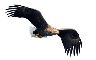Beyaz arka plan üzerinde izole uçuş yetişkin ak kuyruklu kartal. Bilimsel adı: Haliaeetus albicilla, olarak da bilinen ern, erne, gri kartal, Avrasya deniz kartal ve ak kuyruklu deniz-kartal