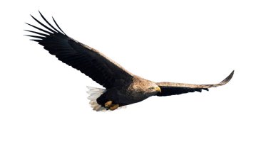 Beyaz arka plan üzerinde izole uçuş yetişkin ak kuyruklu kartal. Bilimsel adı: Haliaeetus albicilla, olarak da bilinen ern, erne, gri kartal, Avrasya deniz kartal ve ak kuyruklu deniz-kartal