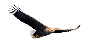 Adult White-tailed eagle in flight isolated on white background. Scientific name: Haliaeetus albicilla, also known as ern, erne, gray eagle, Eurasian sea eagle and white-tailed sea-eagle clipart