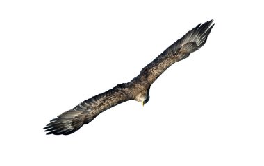 Ak kuyruklu kartal beyaz arka plan üzerinde izole uçuş. Bilimsel adı: Haliaeetus albicilla, olarak da bilinen ern, erne, gri kartal, Avrasya deniz kartal ve ak kuyruklu deniz-kartal
