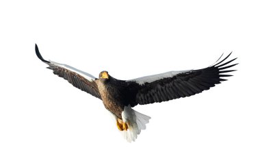 Yetişkin Steller'ın deniz kartal uçuş. Önden görünüm. Bilimsel adı: Haliaeetus pelagicus. Beyaz arka plan üzerinde izole. 