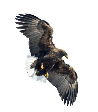 Beyaz arka plan üzerinde izole uçuş yetişkin ak kuyruklu kartal. Bilimsel adı: Haliaeetus albicilla, olarak da bilinen ern, erne, gri kartal, Avrasya deniz kartal ve ak kuyruklu deniz-kartal