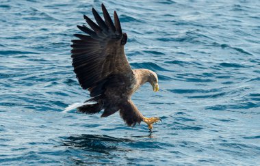 Yetişkin ak kuyruklu mavi okyanus üzerinde balıkçı Kartallar. Bilimsel adı: Haliaeetus albicilla, olarak da bilinen ern, erne, gri kartal, Avrasya deniz kartal ve ak kuyruklu deniz-kartal. Doğal yaşam alanı