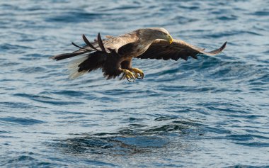 Yetişkin ak kuyruklu mavi okyanus üzerinde balıkçı Kartallar. Bilimsel adı: Haliaeetus albicilla, olarak da bilinen ern, erne, gri kartal, Avrasya deniz kartal ve ak kuyruklu deniz-kartal. Doğal yaşam alanı