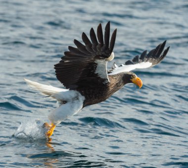 Yetişkin Steller'ın deniz kartal Balık tutma. Bilimsel adı: Haliaeetus pelagicus. Mavi okyanus arka plan. Doğal yaşam alanı. 