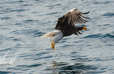 Yetişkin Steller'ın deniz kartal Balık tutma. Bilimsel adı: Haliaeetus pelagicus. Mavi okyanus arka plan. Doğal yaşam alanı. 
