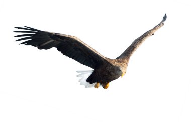 Beyaz arka plan üzerinde izole uçuş yetişkin ak kuyruklu kartal. Bilimsel adı: Haliaeetus albicilla, olarak da bilinen ern, erne, gri kartal, Avrasya deniz kartal ve ak kuyruklu deniz-kartal
