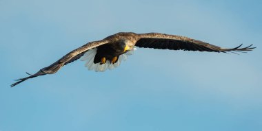 Yetişkin beyaz kartal uçuş üzerinde mavi gökyüzü izledi. Bilimsel adı: Haliaeetus albicilla, olarak da bilinen ern, erne, gri kartal, Avrasya deniz kartal ve ak kuyruklu deniz-kartal.