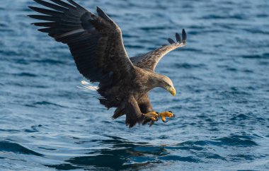 Mavi okyanus yetişkin ak kuyruklu kartal balıkçılık. Bilimsel adı: Haliaeetus albicilla, olarak da bilinen ern, erne, gri kartal, Avrasya deniz kartal ve ak kuyruklu deniz-kartal. Doğal yaşam alanı