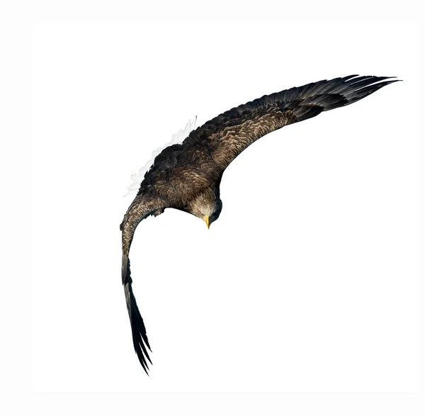 白色尾巴老鹰在飞行查出在白色背景 科学名称 白马海雀 欧亚海鹰和白尾海鹰 — 图库照片