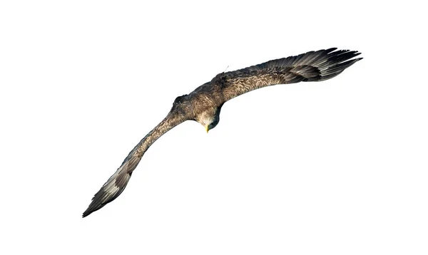 White Tailed Eagle Flight Isolated White Background Scientific Name Haliaeetus — Stock Photo, Image