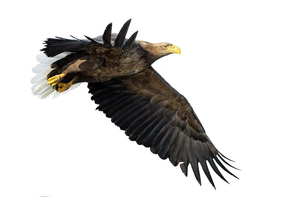 Volwassen White Tailed Eagle Aanboord Geïsoleerd Een Witte Achtergrond Wetenschappelijke — Stockfoto