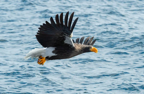 アダルト オオワシ海ワシの釣り Haliaeetus 青い海を背景 自然の生息地 — ストック写真