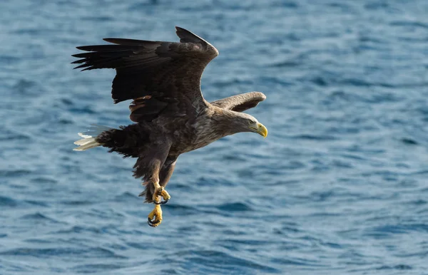 Dorosły Bielik Orły Połowów Niebieski Ocean Nazwa Naukowa Haliaeetus Albicilla — Zdjęcie stockowe