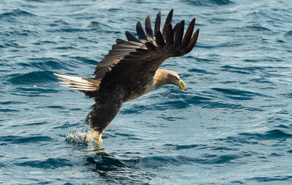 Yetişkin Kuyruklu Mavi Okyanus Üzerinde Balıkçı Kartallar Bilimsel Adı Haliaeetus — Stok fotoğraf