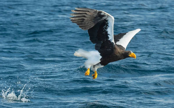 Pesca Dell Aquila Mare Steller Adulto Nome Scientifico Haliaeetus Pelagicus — Foto Stock