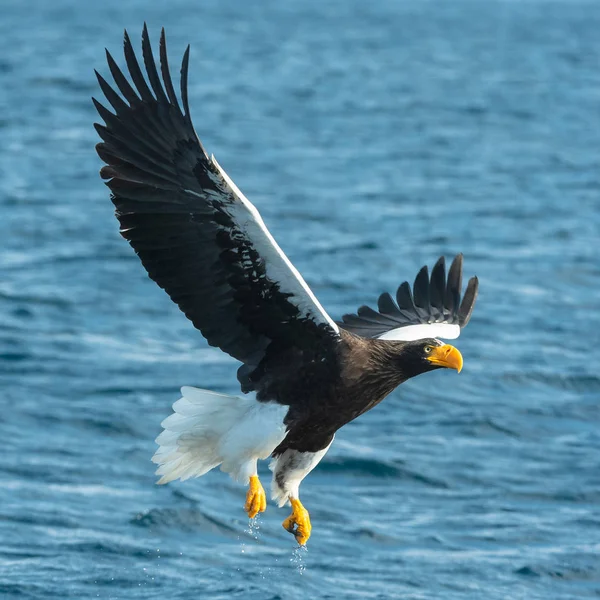Pesca Águila Marina Adulto Steller Nombre Científico Haliaeetus Pelagicus Fondo —  Fotos de Stock