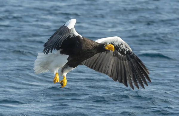 Felnőtt Steller Rétisas Halászat Tudományos Név Haliaeetus Pelagicus Kék Óceán — Stock Fotó