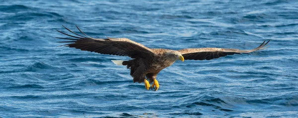 Dorosły Bielik Orły Połowów Niebieski Ocean Nazwa Naukowa Haliaeetus Albicilla — Zdjęcie stockowe