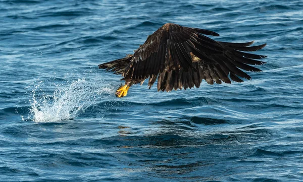 青い海の上の少年オジロワシ釣り Haliaeetus アマオブネ として知られているの Ern アーン湖 灰色のワシ ユーラシアの海ワシ 自然の生息地 — ストック写真