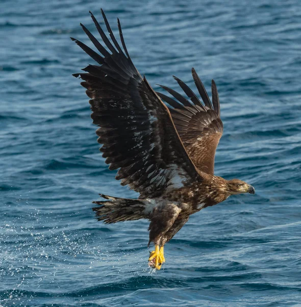 Juvenil Havsörn Fiske Över Blå Havet Vetenskaplig Namn Haliaeetus Albicilla — Stockfoto