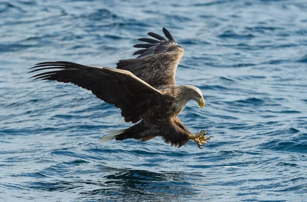 Vuxen Vitstjärtad Örnar Fiske Över Blå Havet Vetenskaplig Namn Haliaeetus — Stockfoto