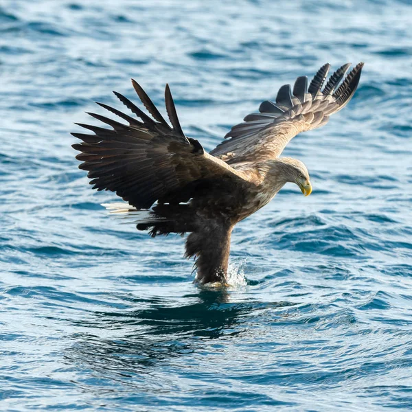 Águilas Cola Blanca Adultas Pescando Sobre Océano Azul Nombre Científico —  Fotos de Stock