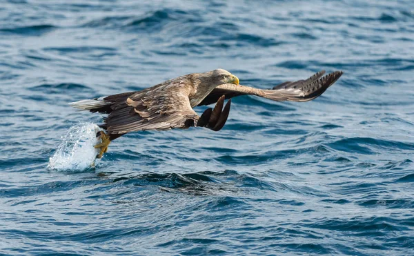 Águilas Cola Blanca Adultas Pescando Sobre Océano Azul Nombre Científico —  Fotos de Stock
