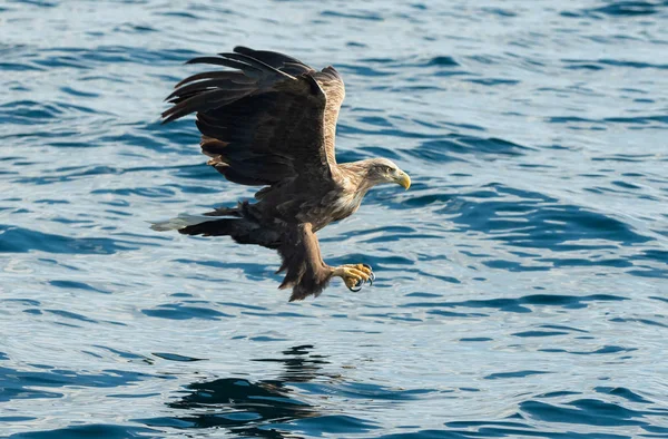 Águias Cauda Branca Adultas Pescando Sobre Oceano Azul Nome Científico — Fotografia de Stock