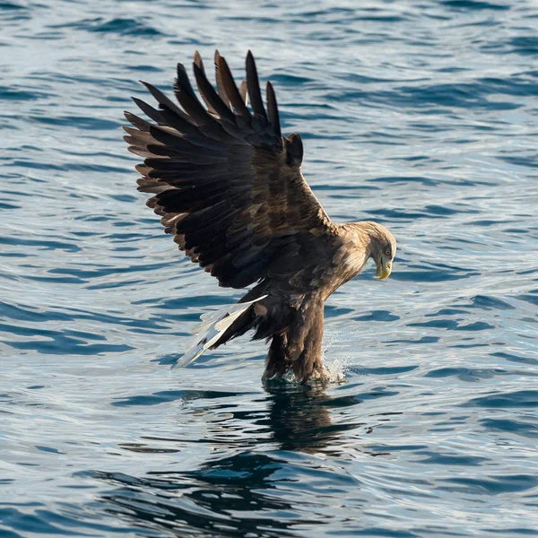 Águias Cauda Branca Adultas Pescando Sobre Oceano Azul Nome Científico — Fotografia de Stock