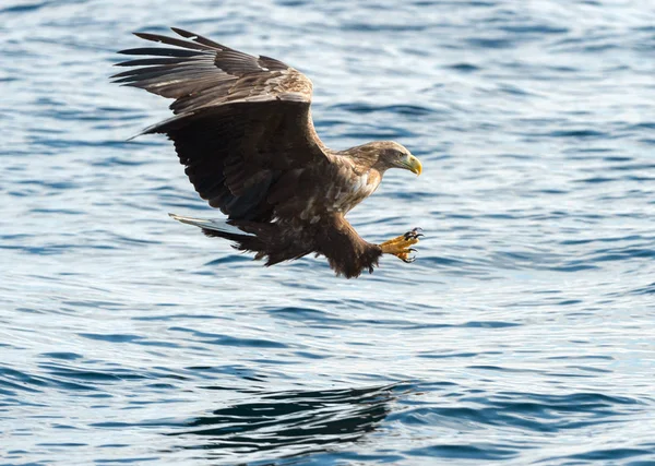 Dorosły Bielik Orły Połowów Niebieski Ocean Nazwa Naukowa Haliaeetus Albicilla — Zdjęcie stockowe