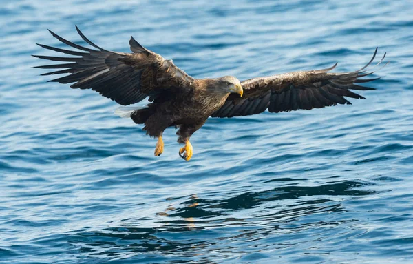 Ausgewachsene Seeadler Fischen Über Dem Blauen Ozean Wissenschaftlicher Name Haliaeetus — Stockfoto