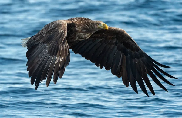 成年白尾鹰在蓝色海洋上空飞行 科学名称 白马鱼 又名海牛 欧亚海鹰和白尾海鹰 — 图库照片