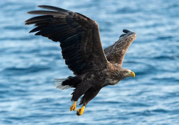 Adulto Águila Cola Blanca Pescando Océano Azul Nombre Científico Haliaeetus —  Fotos de Stock