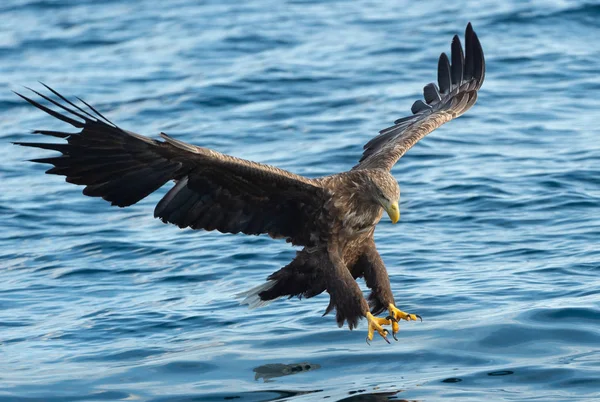 Adulto Águila Cola Blanca Pescando Océano Azul Nombre Científico Haliaeetus —  Fotos de Stock