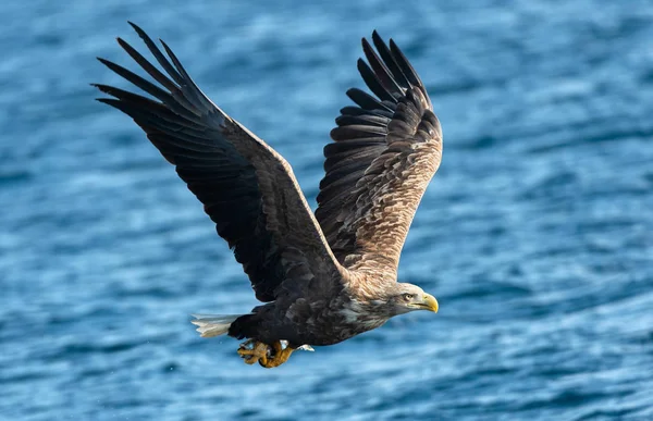 Águila Cola Blanca Adulta Vuelo Sobre Océano Azul Nombre Científico — Foto de Stock